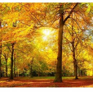 Autumn Tree Park View Laminated Vinyl Cover Self-Adhesive for Desk and Tables