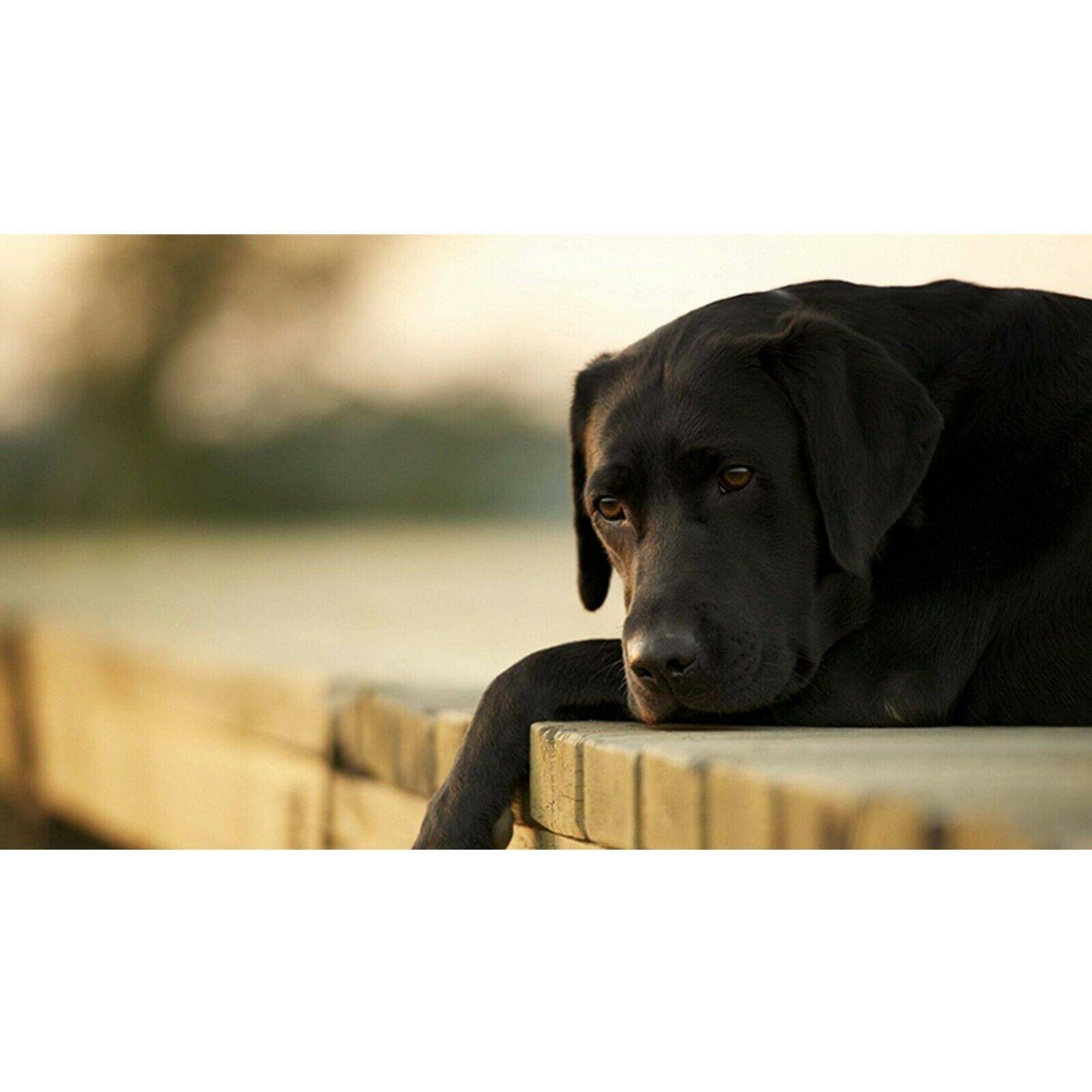 Chocolate Labrador Retriever Poster Wall Sticker Blue Side Studio